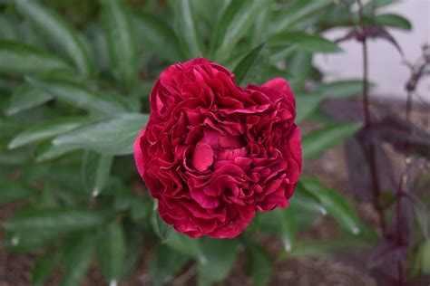 Peony Karl Rosenfield