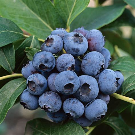 Shop Blueberry New All Season Collection | J. Parker's