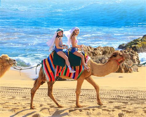 Camel Ride & Encounter - Los Cabos For You