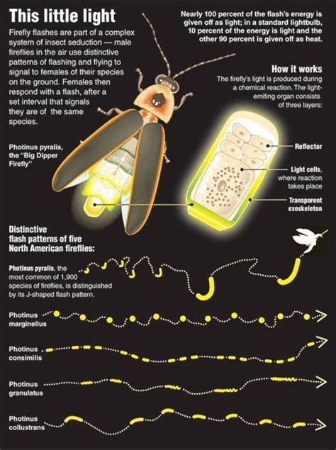 How do fireflies emit light? - Quora