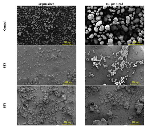 Isolation of Thermophilic Bacteria and Investigation of Their ...