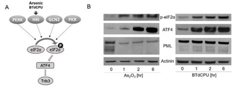 Arsenicals, the Integrated Stress Response, and Epstein–Barr Virus ...