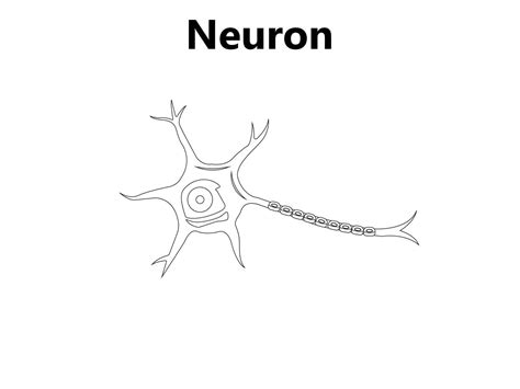 Nucleus In A Neuron