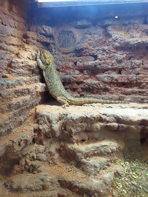 Weird sleep positions : r/BeardedDragons