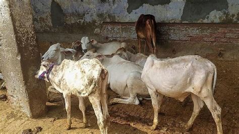 Lumpy Virus: उत्तराखंड में भी लंपी वायरस का कहर, इतने गायों की हुई मौत ...