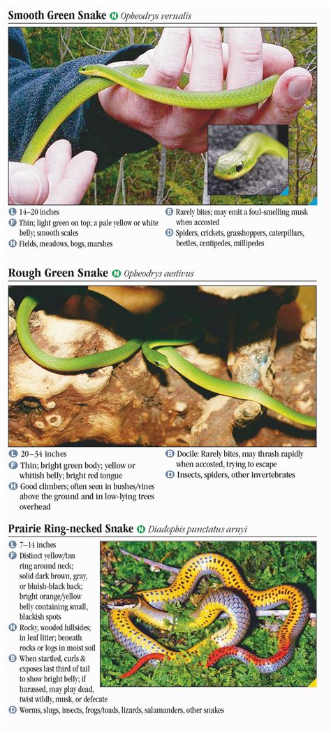 Snakes of Missouri – Quick Reference Publishing Retail