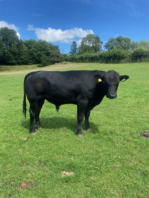 2 Young Aberdeen Angus Bulls for Sale - Aberdeen-Angus Cattle Society