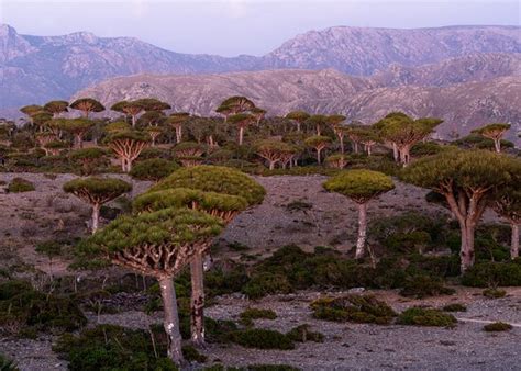 Discover Socotra - Socotra Island | Tripadvisor
