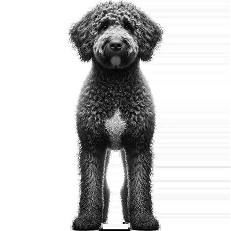 AnimalHub: Iberian Lynx, Lynx Pardinus - Facts, diet, habitat & more