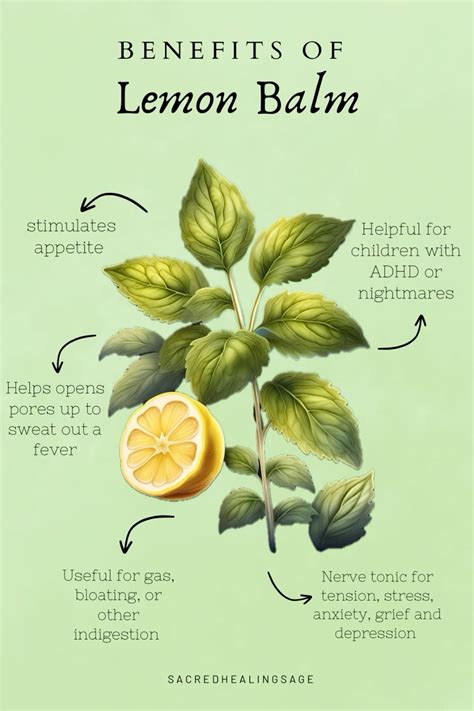 Zest Up Your Health: Discover the Incredible Benefits of Lemon Balm! 🍋🍃 | Medicinal herbs garden ...
