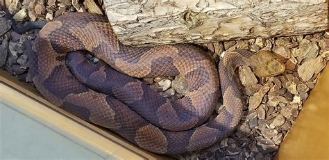 Copperhead Snake Eggs