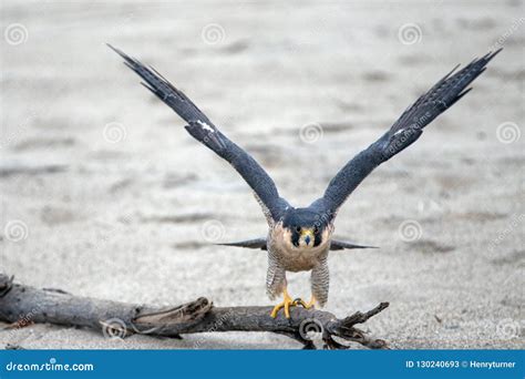 Red Shouldered Hawk Stretching His Wings while Perched on Driftwood on ...