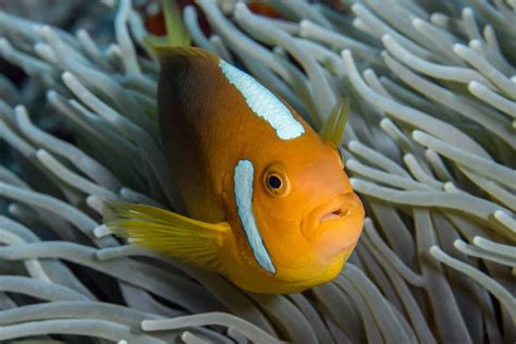 Where Do Clownfish Live? - Clownfish Habitat & Facts