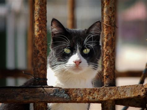 Can Cats Taste Spice ? - 2025