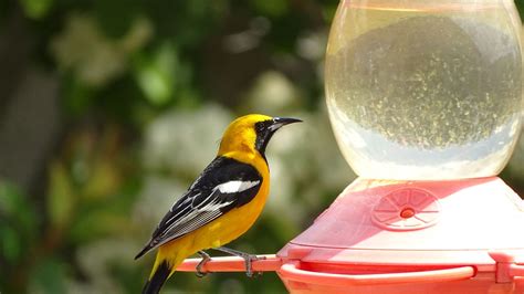 Image result for Class 10 Science Chapter 8 by Success CDs