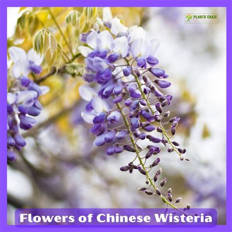 Blue Chinese Wisteria Tree Pros And Cons To Know