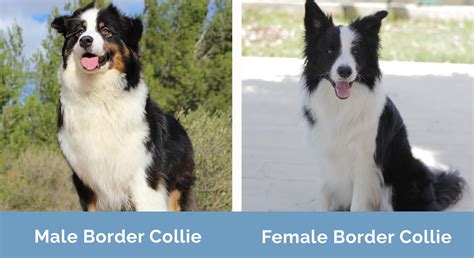 Male vs. Female Border Collie: Main Differences (With Pictures ...