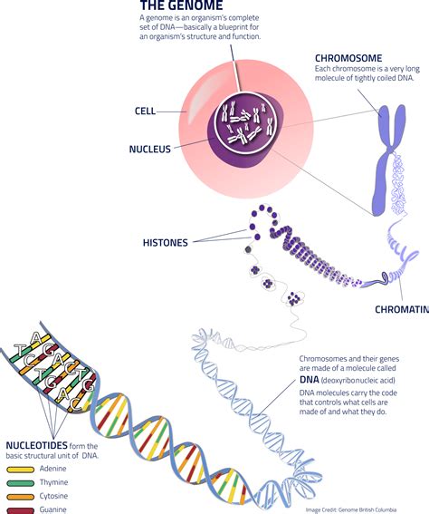 Genome Explained 的图像结果
