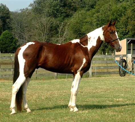 Tennessee Walking Horse || Tend to be a good horse for beginners. Are ...