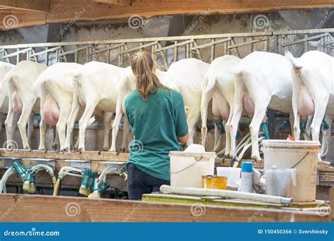 Heating Up Goat Milk at Kate Ogilvy blog