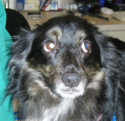 Seeing the whites of the eyes is called 'whale eye' and is seen when a ...