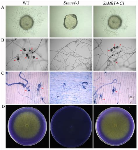 Pathogens | Special Issue : Plant Pathogenic Fungi