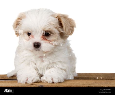 White Shih Tzu Puppies Shih Tzu Puppy Black / White ID:6427 Located At