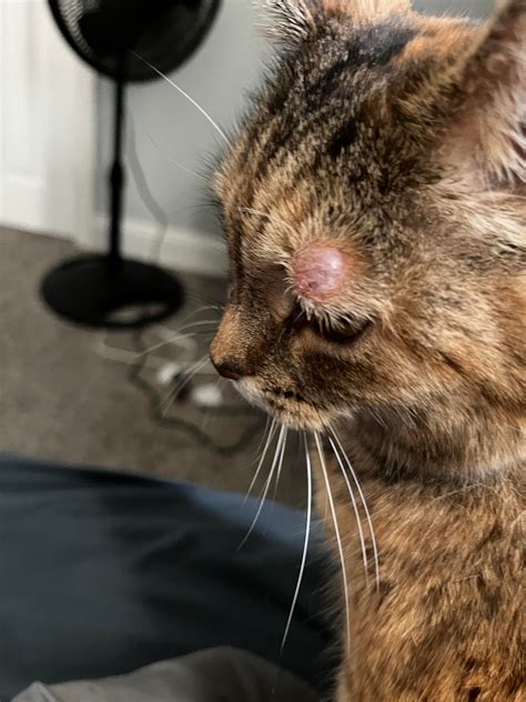 My cat has this cyst thing above her eye, I brought her to the vet a few months ago and said it ...
