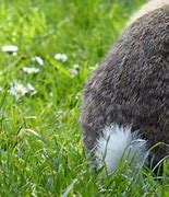 Image result for Bunny Tail Wagging