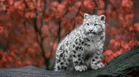 Baby Snow Leopards Wallpaper