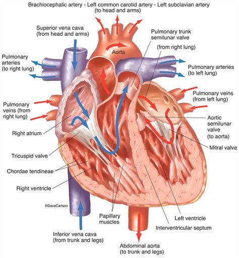 Heart Diagram Circulatory System at Alice Fishbourne blog