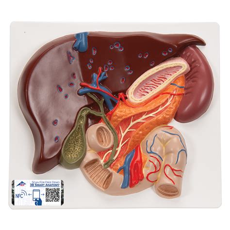 Anatomical Teaching Models - Plastic Human Digestive Models - Liver ...