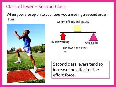 Image result for Class 2 Lever