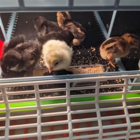 Image result for How to Brooder Quail Chicks