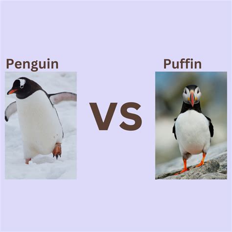 Penguin vs Puffin- Tell the Difference Now! - Birds E-Pedia