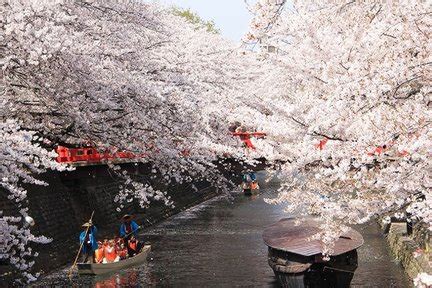 Gujo Hachiman Castle: Everything You Need Before Visiting