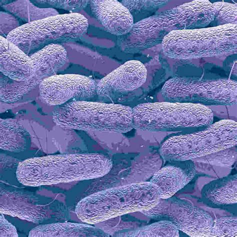 Why are good bacteria in stomach important: Gut microbiome