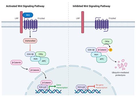 Molecular and Genetic Mechanisms of Spinal Stenosis Formation: Systematic Review