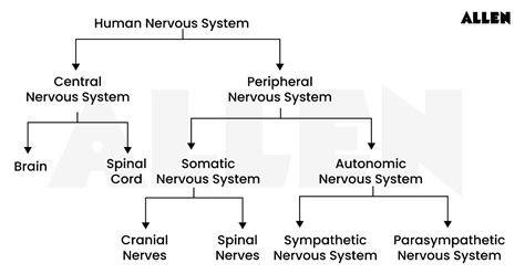 Understand Control and Coordination in Living Organisms
