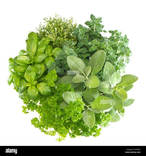 Parsley sage rosemary thyme Cut Out Stock Images & Pictures - Alamy