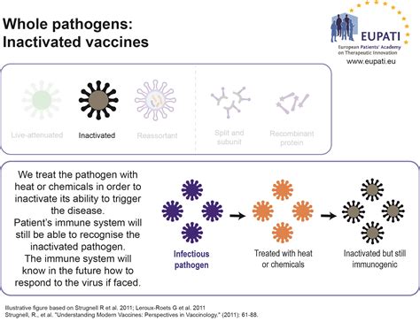 Types of Vaccines - EUPATI Toolbox