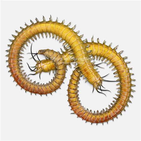 Image result for Segmented Worm Drawing
