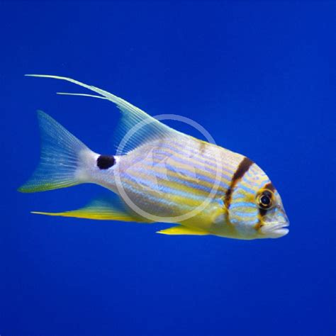 Image result for High Fin Snapper