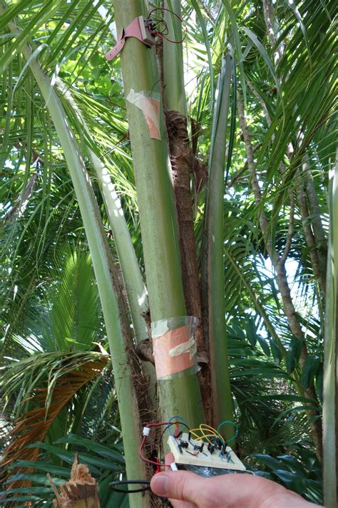 Tree Network 的图像结果