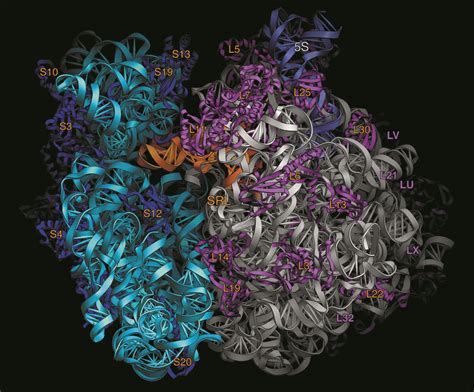 Ribosome Images
