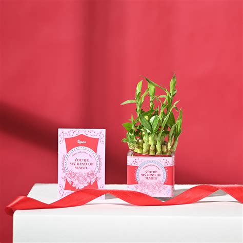 Lucky Bamboo 2 Layer in Square Bowl | Plant Gift Delivery – Ugaoo