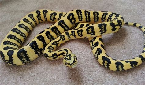 Image result for Jaguar Carpet Python