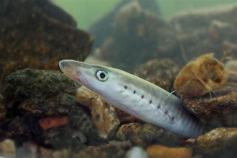 Lamprey Eel Bite Human at Alton Phelps blog