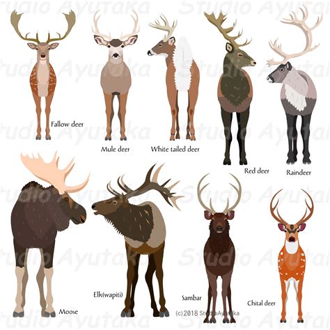 Camelids family colour – Artofit