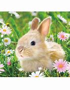 Image result for Pattern of a Rabbit